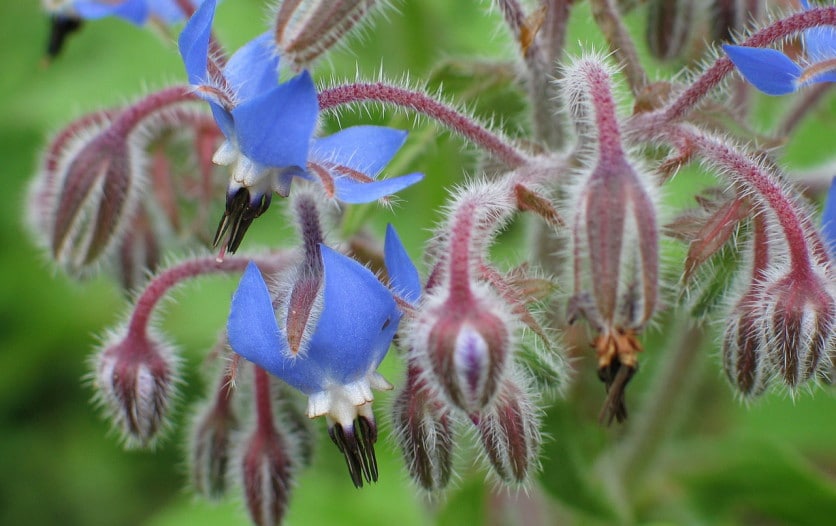 borago officinalis