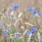 Ostróżka polna – właściwości, zastosowanie i skutki uboczne ostróżeczka polna