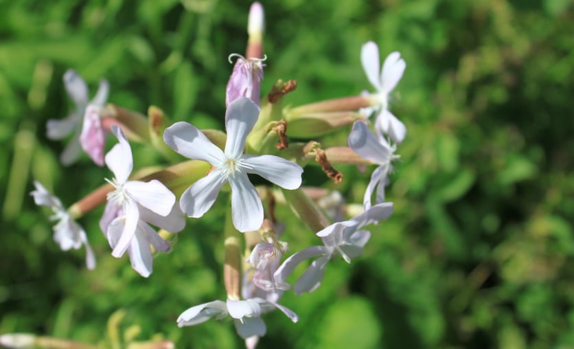 Saponaria officinalis