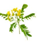 Strączyniec - właściwości, działanie i skutki uboczne strączyniec