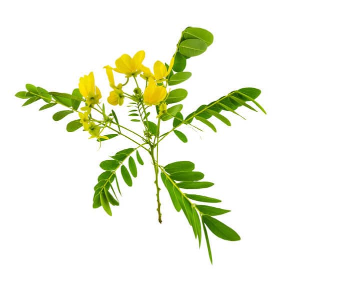 Strączyniec – właściwości, działanie i skutki uboczne