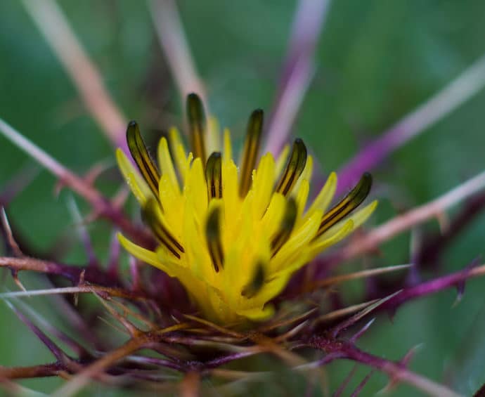 Drapacz lekarski – właściwości, zastosowanie i przeciwwskazania