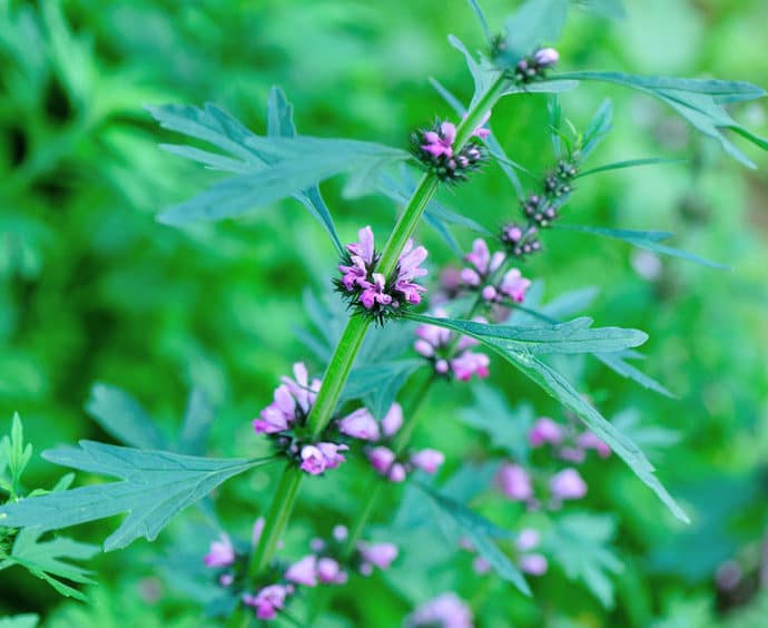 Serdecznik pospolity – właściwości, działanie i dawkowanie