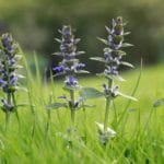 Dąbrówka rozłogowa - właściwości i zastosowanie lecznicze dąbrówka rozłogowa