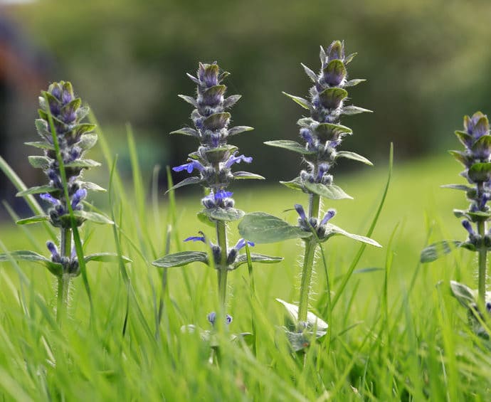 Dąbrówka rozłogowa – właściwości i zastosowanie lecznicze