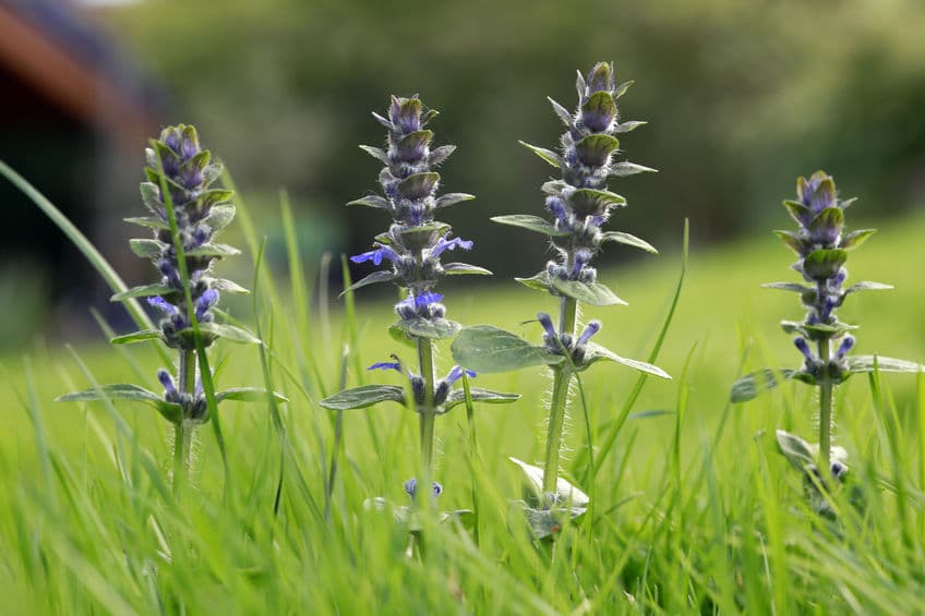 Dąbrówka rozłogowa – właściwości i zastosowanie lecznicze