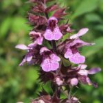 Poziewnik szorstki – właściwości i zastosowanie poziewnik szorstki