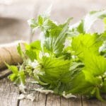 Jasnota biała - właściwości, zastosowanie i uprawa jasnota biała