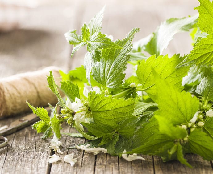 Jasnota biała – właściwości, zastosowanie i uprawa