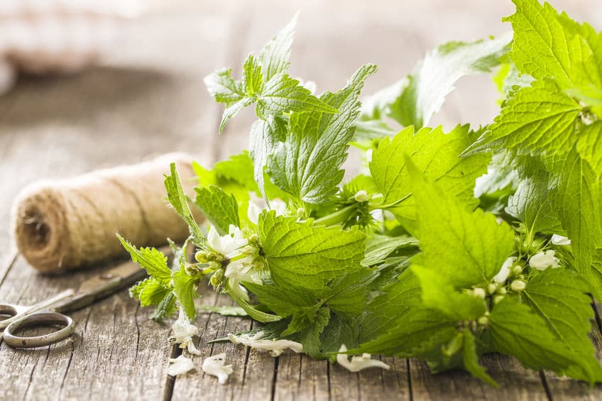 Jasnota biała – właściwości, zastosowanie i uprawa