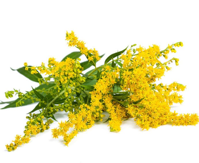 Nawłoć pospolita – właściwości, działanie i zastosowanie