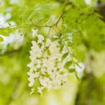 Perełkowiec japoński - właściwości, stosowanie i uprawa perełkowiec japoński