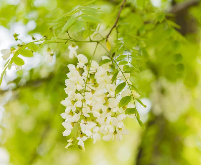 Perełkowiec japoński – właściwości, stosowanie i uprawa