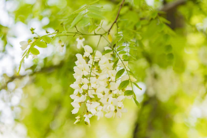 Perełkowiec japoński – właściwości, stosowanie i uprawa
